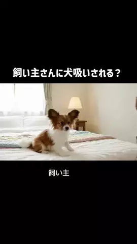 犬猫総合製薬株式会社のTikTok投稿
