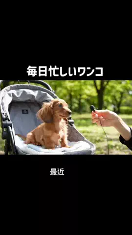 犬猫総合製薬株式会社のTikTok投稿