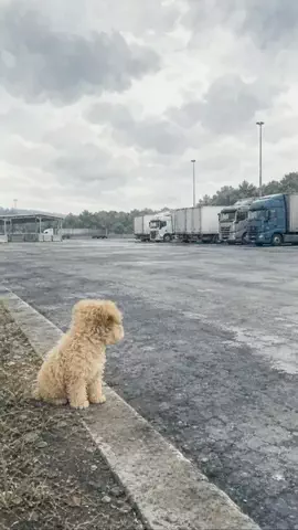 犬猫総合製薬株式会社のTikTok投稿