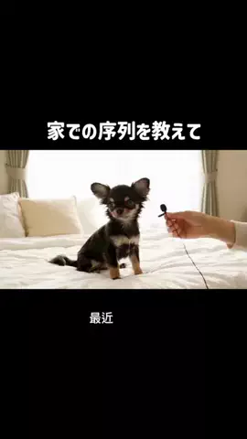 犬猫総合製薬株式会社のTikTok投稿