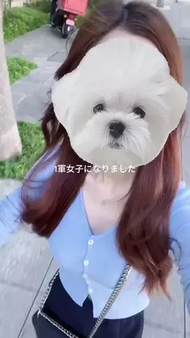 はなくんのTikTok投稿