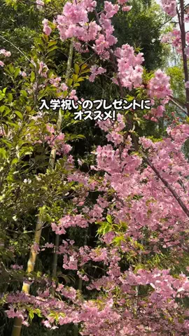 Sample2023のTikTok投稿