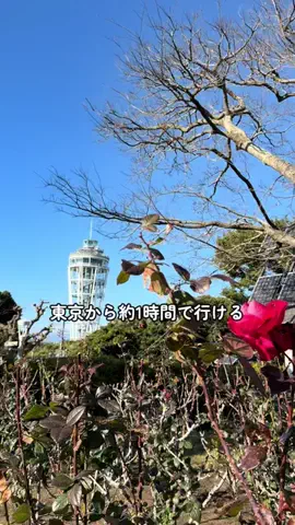 Sample2023のTikTok投稿