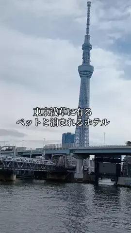 トトのTikTok投稿