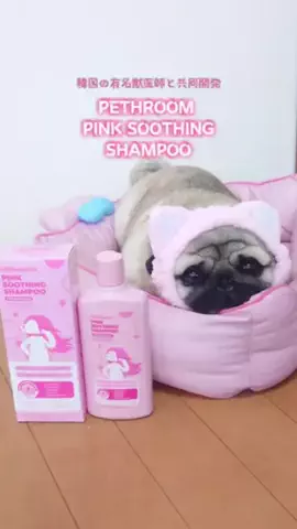 パグの福ちゃんのTikTok投稿