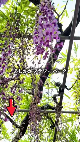 かな｜動画が垢抜ける神アイテム紹介のTikTok投稿