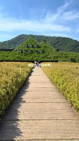 しずくのTikTok投稿