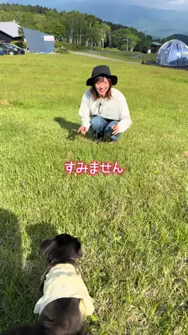 ちまき ｜アイドルチワワのTikTok投稿