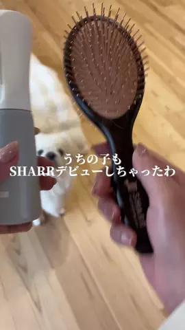 ペキニーズのまるのTikTok投稿