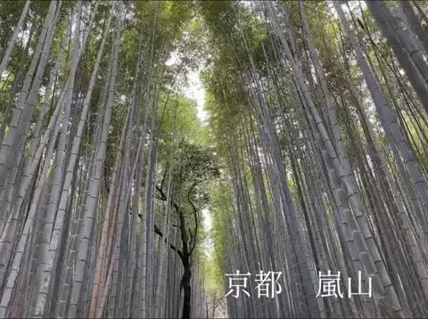 名古屋yukayummyのTikTok投稿