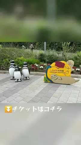 おじさんのTikTok投稿