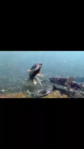 おじさんのTikTok投稿