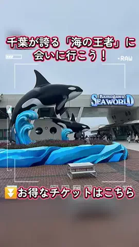 おじさんのTikTok投稿
