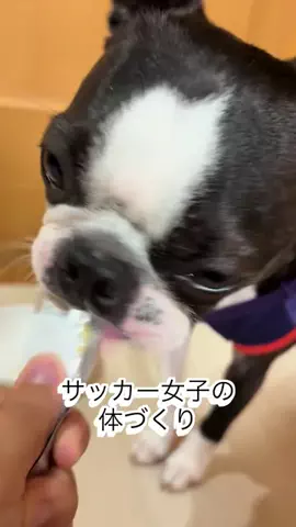 ボストンテリアのまろんのTikTok投稿