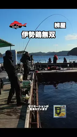 伊勢志摩つりとも研究所のTikTok投稿