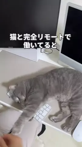 ねこある｜猫との暮らしあるあるのTikTok投稿