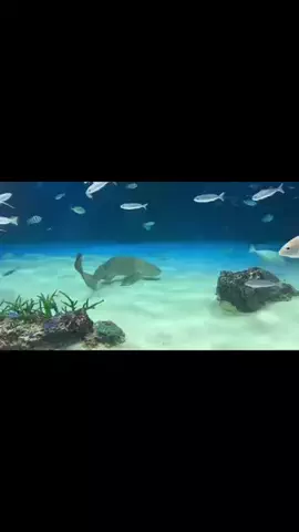 おじさんのTikTok投稿