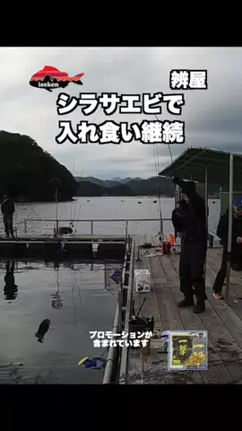 伊勢志摩つりとも研究所のTikTok投稿