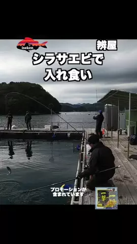 伊勢志摩つりとも研究所のTikTok投稿