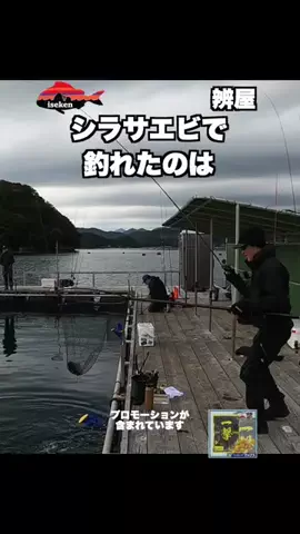 伊勢志摩つりとも研究所のTikTok投稿