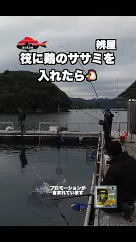 伊勢志摩つりとも研究所のTikTok投稿