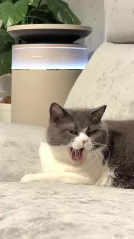 まる🐯🐾のTikTok投稿