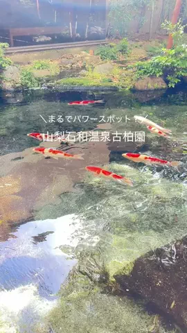 いけちゃん 🐶🫧のTikTok投稿