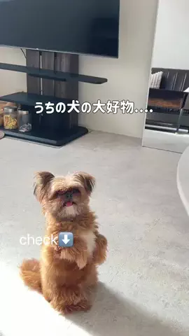 いけちゃん 🐶🫧のTikTok投稿