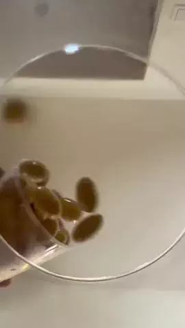 たけのTikTok投稿