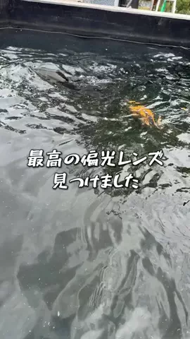 庭の池で釣りしようのTikTok投稿
