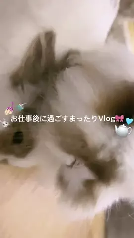 shn_zelのTikTok投稿