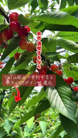 nobu_odekakeのTikTok投稿