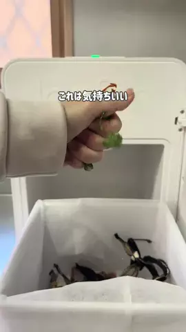 しまのTikTok投稿