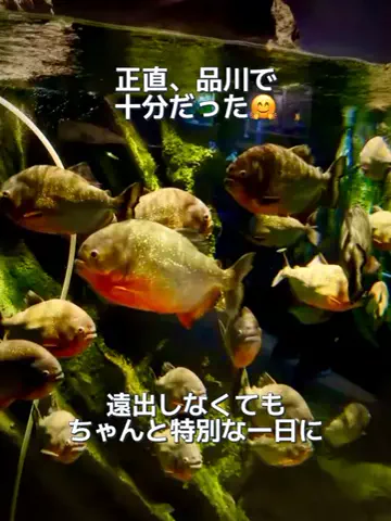 Japan Tourism | 泊まりたくなるホテルのTikTok投稿