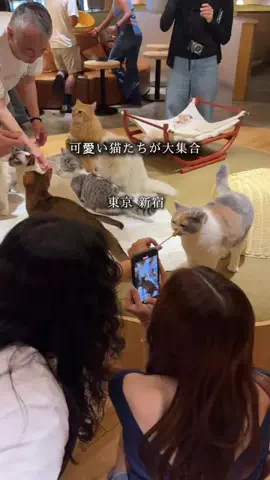 フォーユー｜東京発 ▷イベント・お出かけ・旅行のTikTok投稿