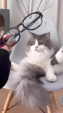 ぐるねこ｜群馬グルメ・おでかけのTikTok投稿