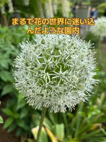 めしけしきのTikTok投稿