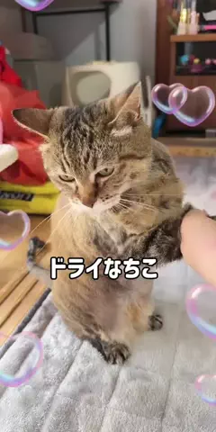 🐾過眠ちゃん💚✨のTikTok投稿
