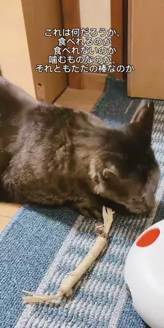 🐾過眠ちゃん💚✨のTikTok投稿
