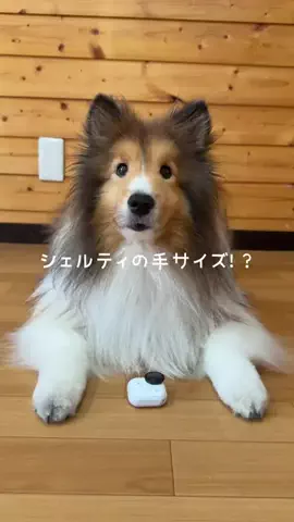 サンとソフィーのTikTok投稿