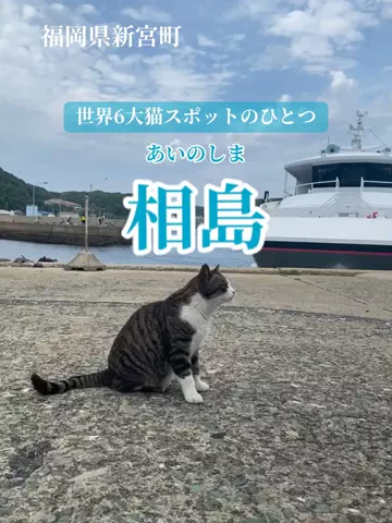 アラフォー夫婦のお出かけ記録のTikTok投稿