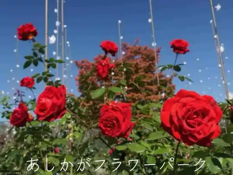 フォロバのTikTok投稿