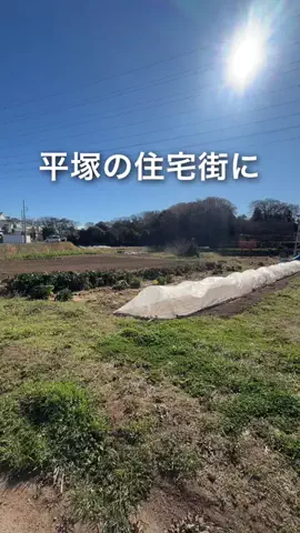 shin_kanagawa_のTikTok投稿