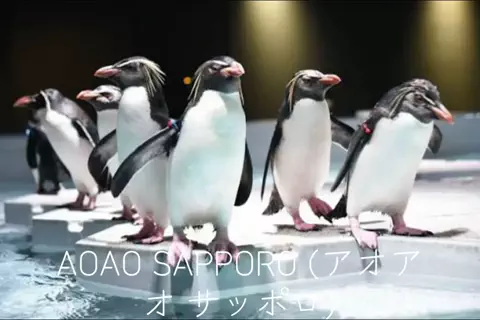 フォロバのTikTok投稿