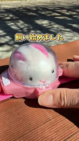 はなこ｜静岡東部発▶︎子鉄ママのお出かけ情報ꕤ*｡ﾟのTikTok投稿