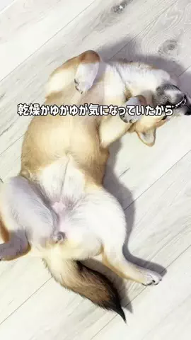 柴犬つくねのTikTok投稿