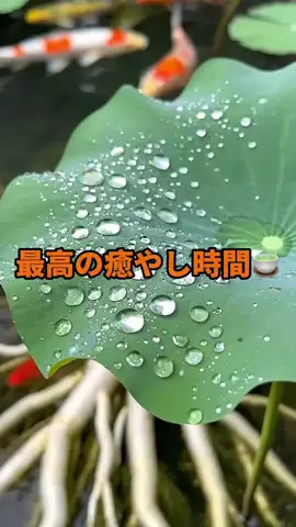 oota.mei86のTikTok投稿