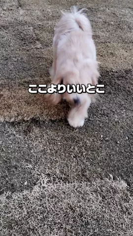 マルプーのんのん｜犬連れお出かけガイドのTikTok投稿