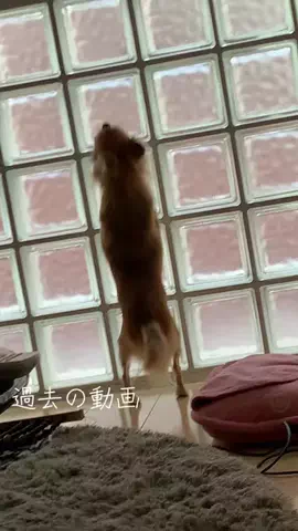 ルパン🔴🔴🔴🈵のTikTok投稿