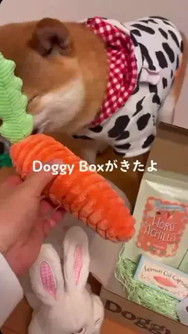とちまるのTikTok投稿
